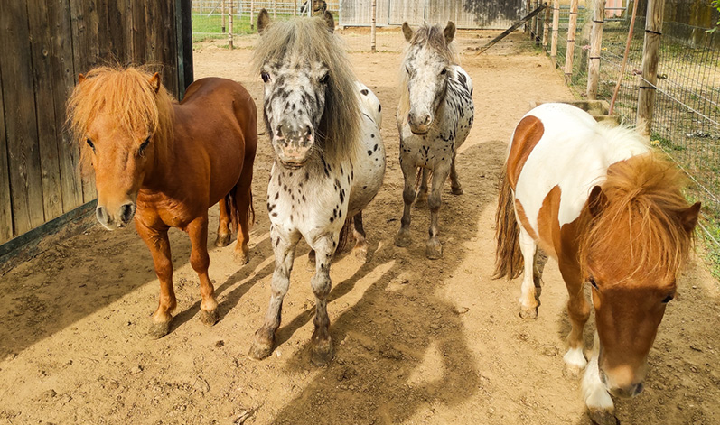 Pony,mini pony,miniature horses,pony falabella - Animali In vendita a Verona