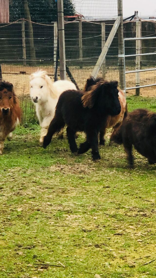 Pony,mini pony,miniature horses,pony falabella - Animali In vendita a Verona